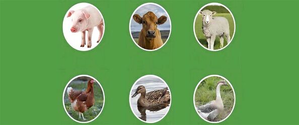 kualitas Aditif Makanan Dan Pakan pabrik